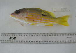 Image of Blackspot snapper