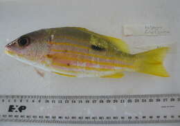 Image of Blackspot snapper