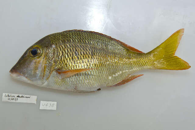 Image of Pacific yellowtail emperor