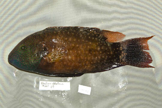 Image of Floral wrasse