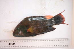 Image of Floral wrasse