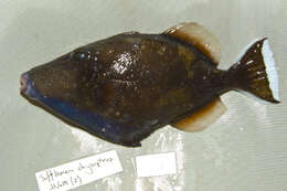 Image of Halfmoon triggerfish