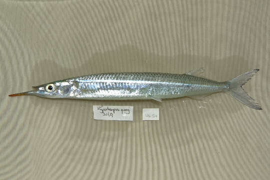 Image of Garfish