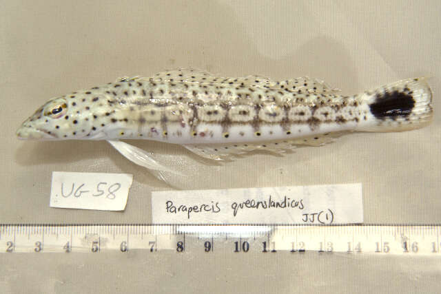 Image of Uranoscopiformes