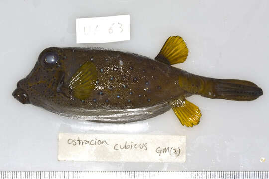 Image of Yellow boxfish