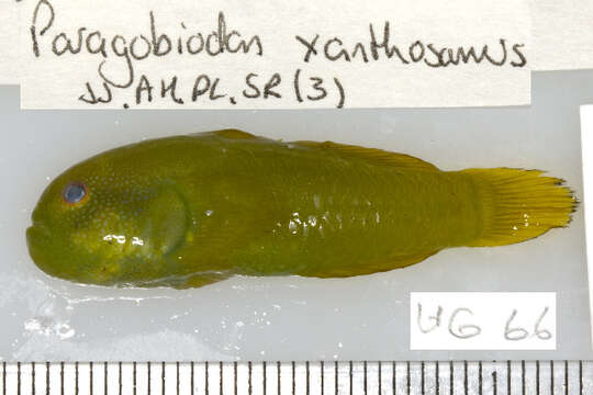 Paragobiodon xanthosoma (Bleeker 1853) resmi