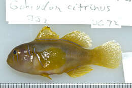 Image of Lemon coralgoby