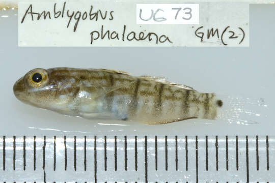 Слика од Amblygobius phalaena (Valenciennes 1837)