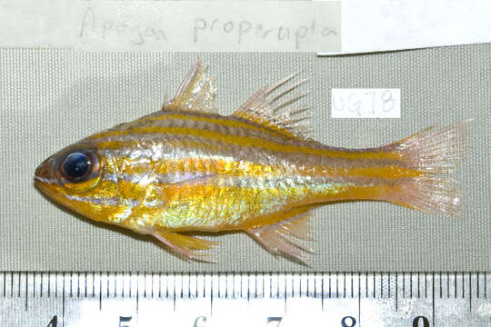 Image of Coral cardinalfish