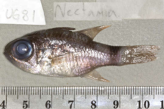 Image of Cardinalfish