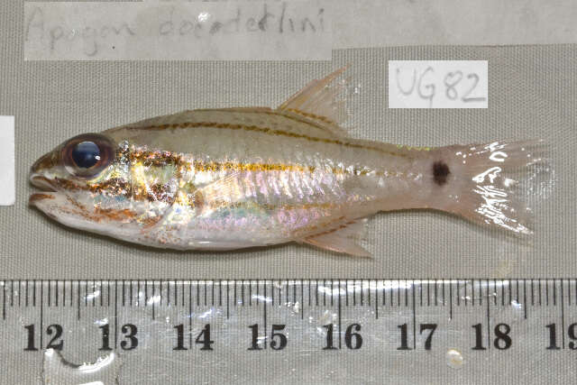 Image of Doederlein&#39;s Cardinalfish