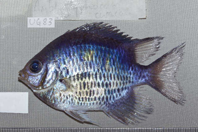 Sivun Amblyglyphidodon curacao (Bloch 1787) kuva