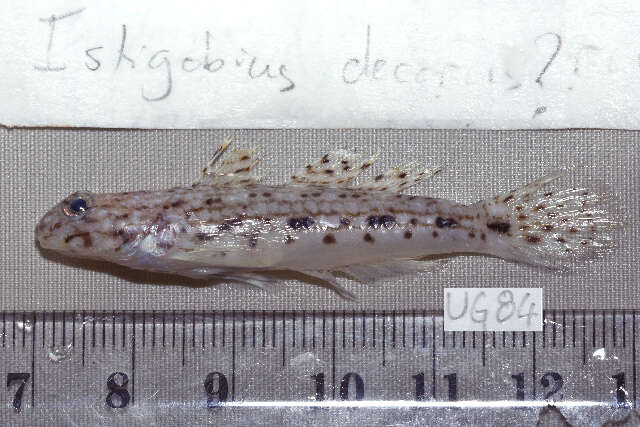 Image of Orangespotted goby