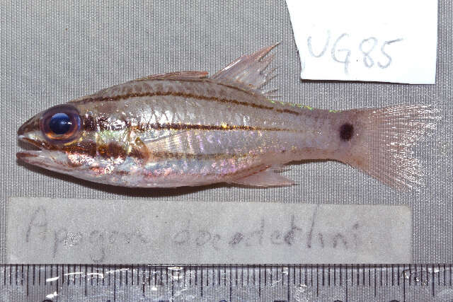 Image of Doederlein&#39;s Cardinalfish