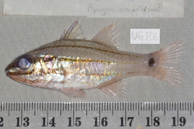 Image of Doederlein&#39;s Cardinalfish