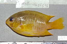 Image of Lemon damsel