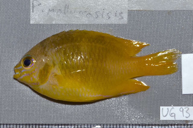 Image of Lemon damsel