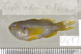 Image of Lemon coralgoby