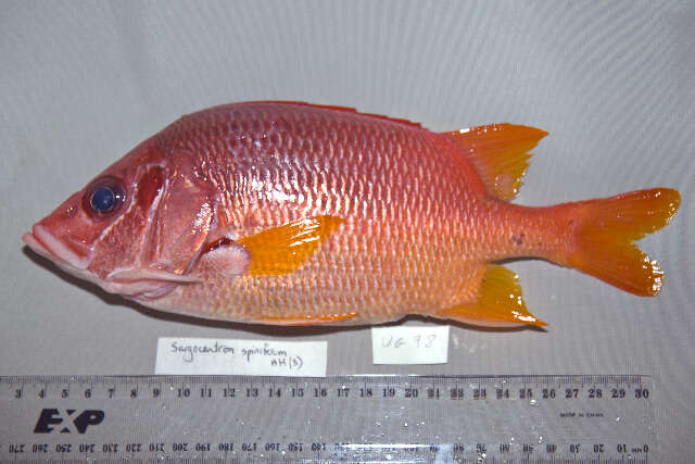 Image of Sabre squirrelfish