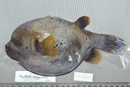 Image of Black Spotted Blow Fish