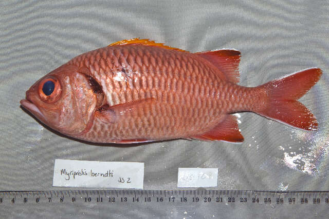 Image of Bigscale Soldierfish