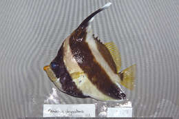 Image of Horned Bannerfish