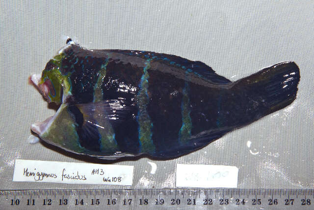 Imagem de Hemigymnus fasciatus (Bloch 1792)