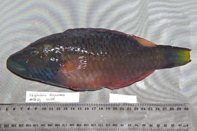 Image of Bandcheek wrasse