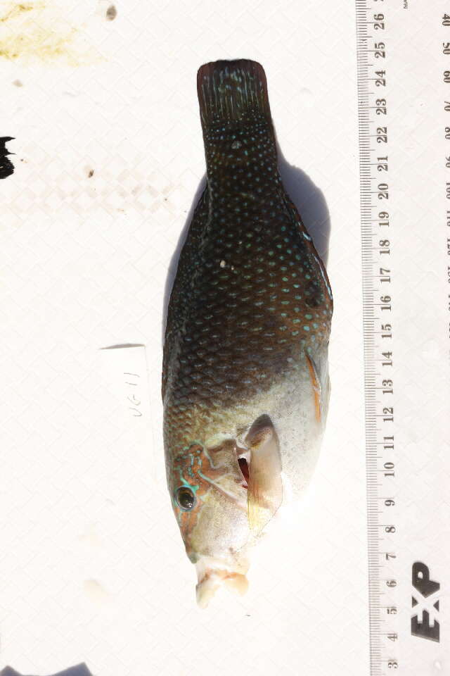 Image of Blackedge thicklip wrasse