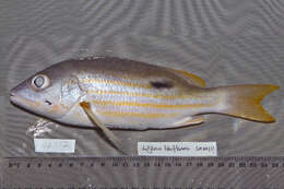 Image of Blackspot snapper