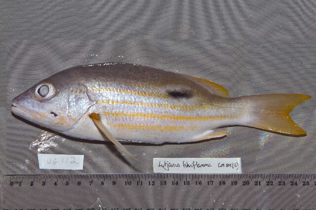 Image of Blackspot snapper