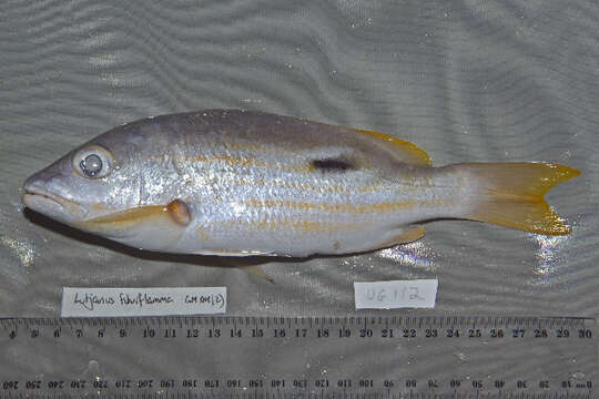 Image of Blackspot snapper