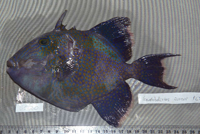 Image of Bluestriped triggerfish