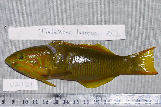 Image of Green moon wrasse