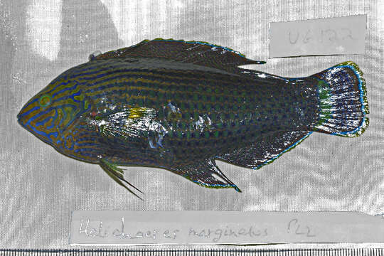 Image of Dusky wrasse