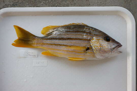 Image of Spanish flag snapper