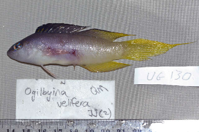 Слика од Oxycercichthys