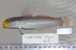 صورة Valenciennea strigata (Broussonet 1782)