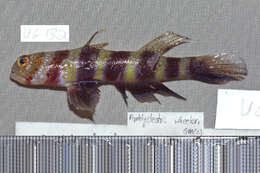 Image of Gorgeous prawn goby