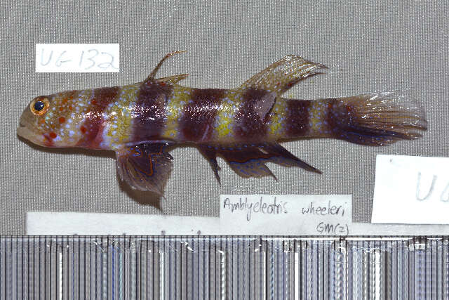 Image of Gorgeous prawn goby