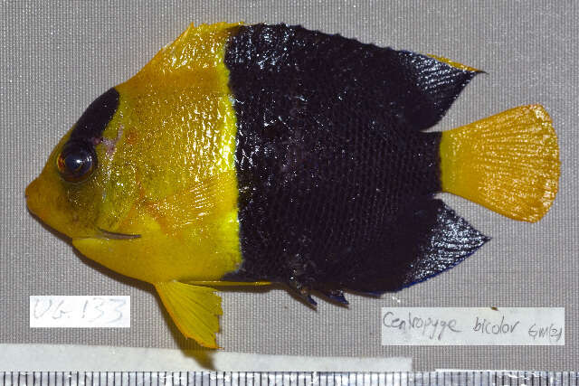 Image of Bicolor Angelfish