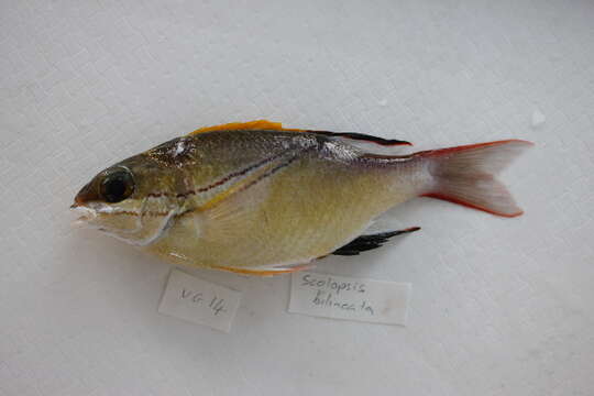 Image of two-lined monocle bream