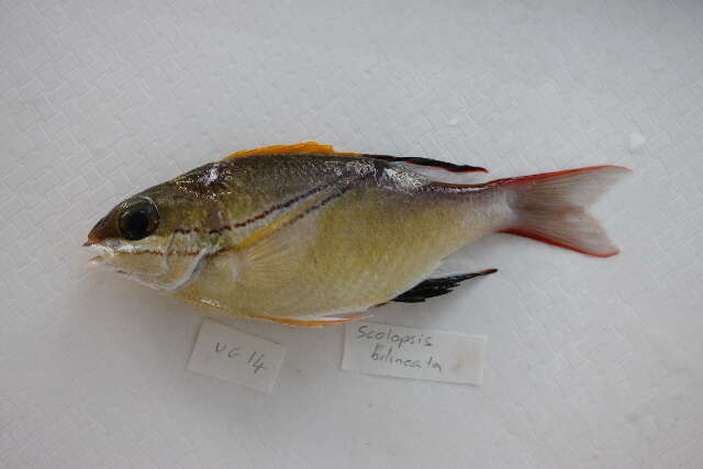 Image of two-lined monocle bream