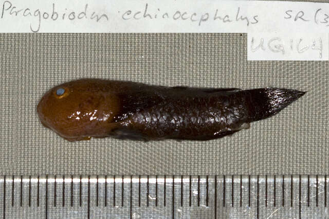 Imagem de Paragobiodon echinocephalus (Rüppell 1830)