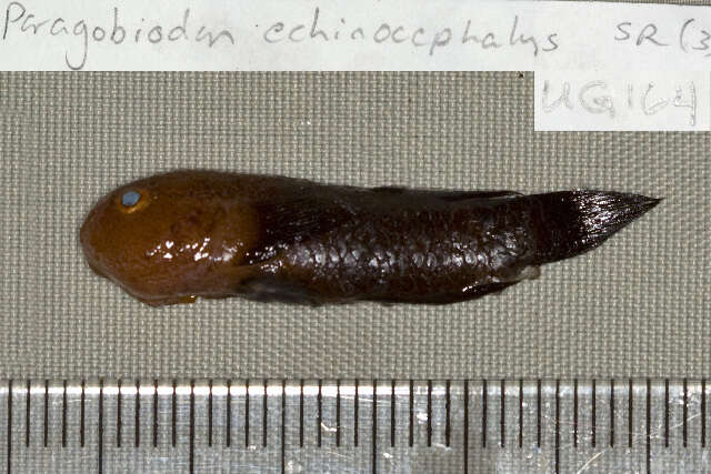 Image of Goby