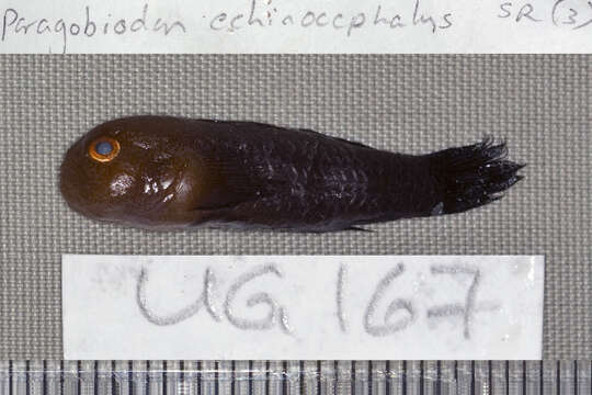 Image of Goby