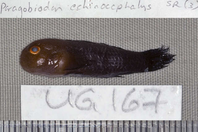 Imagem de Paragobiodon echinocephalus (Rüppell 1830)