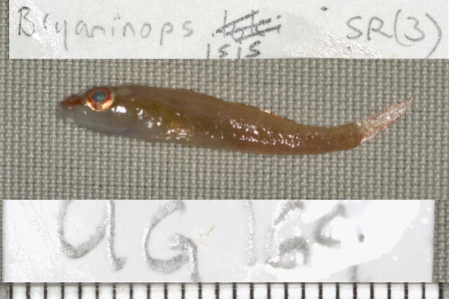 Image of Cling goby