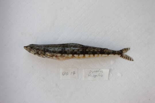 Image of Variegated lizardfish