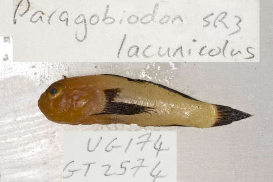 Paragobiodon lacunicolus (Kendall & Goldsborough 1911) resmi